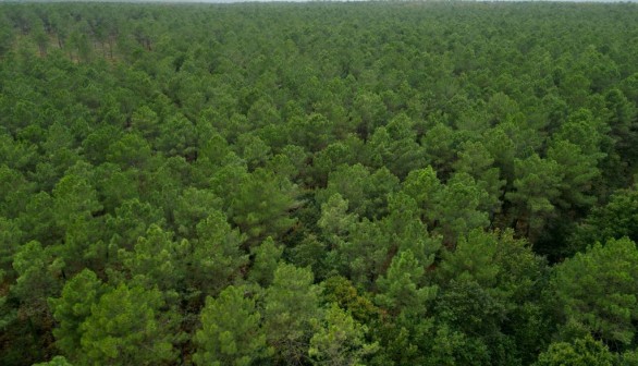 Forest and plants