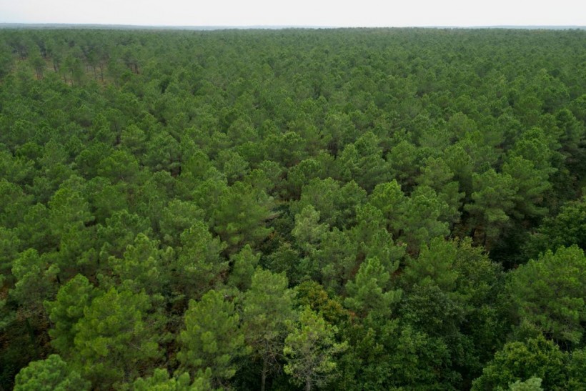 Forest and plants