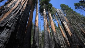 California's Sierra Nevada mountain