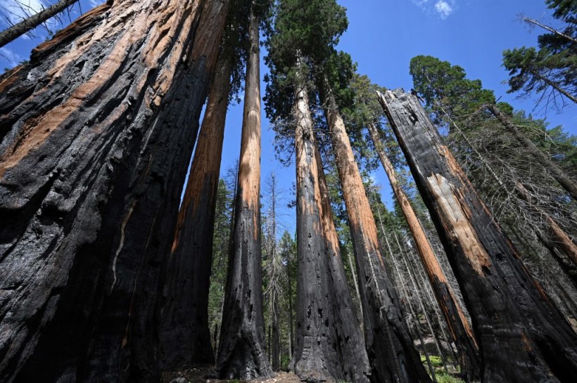 California's Sierra Nevada mountain