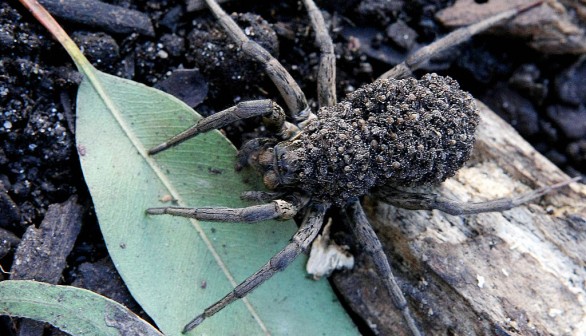 A garden wolf spider (Lycosa) carries he