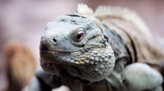 Grand Cayman Blue Iguanas Remain Most Endangered Lizard Species