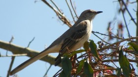 mockingbird