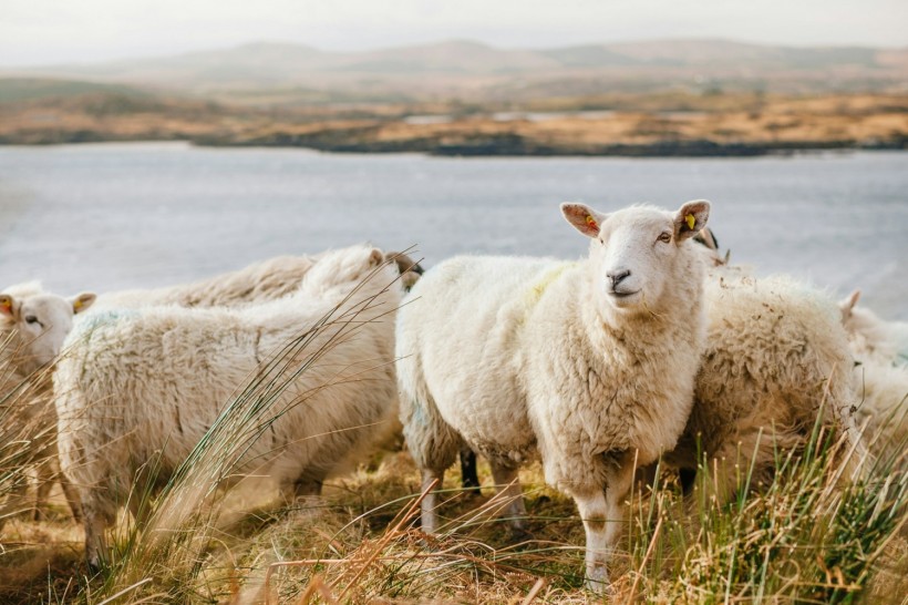 Sheep Likely Source of New 'Species X' Bacteria, London Patient as First Victim [Study]
