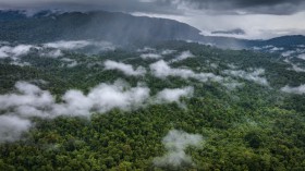 Natural Forest in Konawe, Southeast Sulawesi, Indonesia