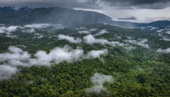 Natural Forest in Konawe, Southeast Sulawesi, Indonesia