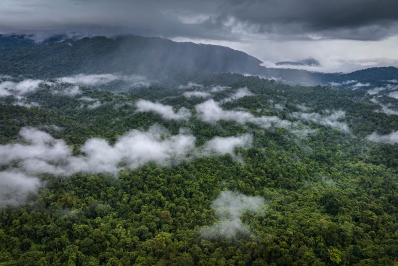 Natural Forest in Konawe, Southeast Sulawesi, Indonesia