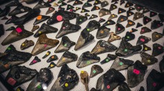 A collection of Megalodon teeth on display and for sale at the museum.