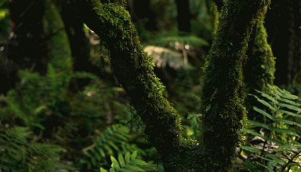 green moss on tree trunk