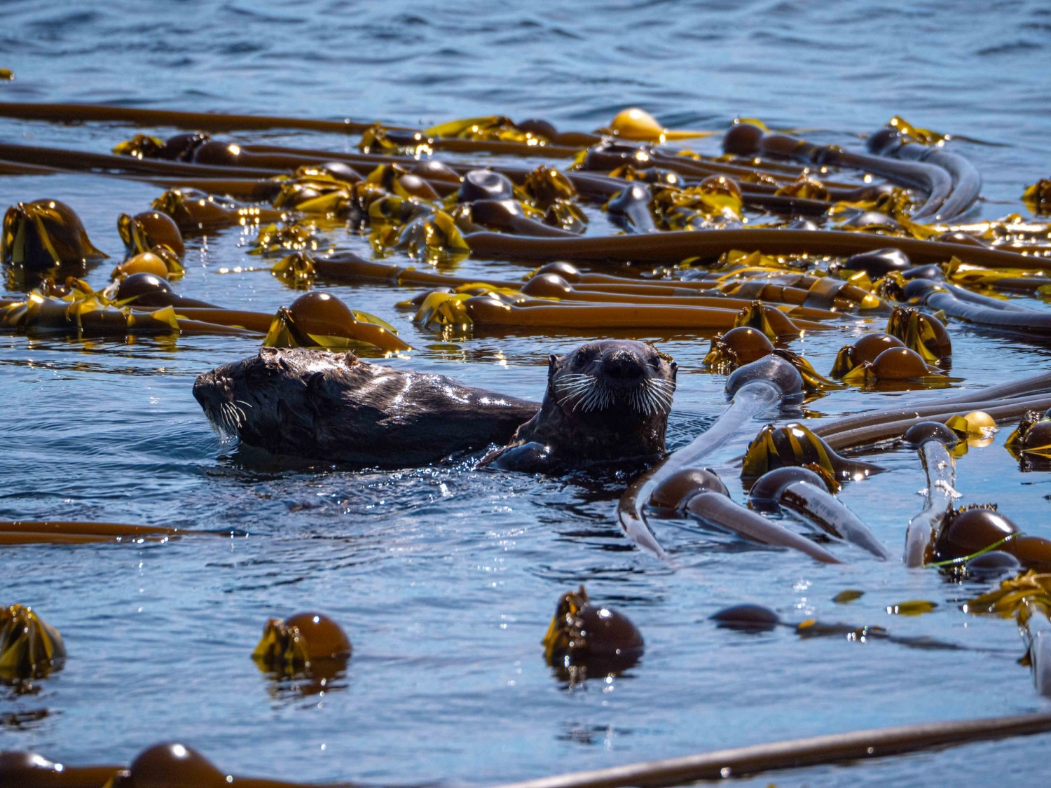 Sea Otter Recovery Prevents Century-Old California Kelp Forest Decline ...