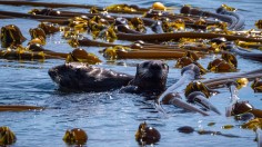Sea Otter Recovery Prevents Century-Old California Kelp Forest Decline, Preserving Ecosystems [Study]
