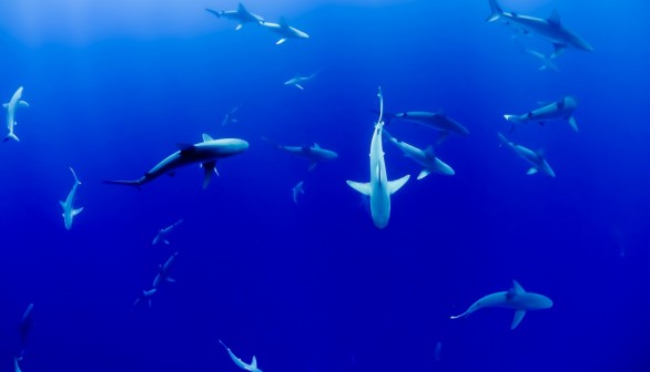 group of sharks under body of water