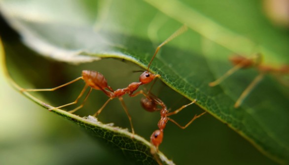 macro photography of red ants