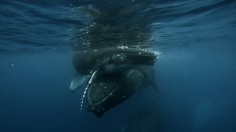 Right Whale Calves Engage in 'Allosuckle' Behavior to Steal Milk from Other Whale Mothers [Study]