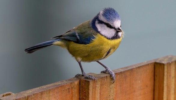 yellow and blue bird on brown wooden fence