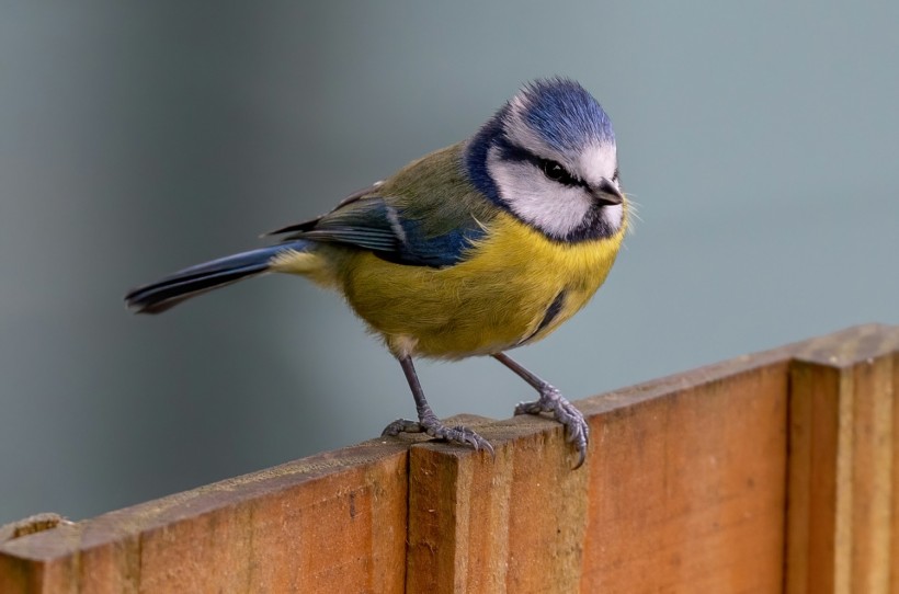 yellow and blue bird on brown wooden fence