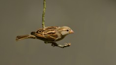 brown and gray bird on green stem