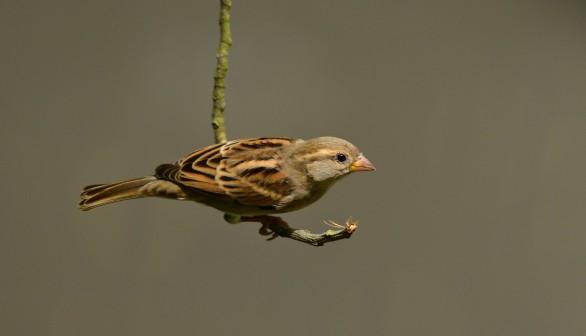 brown and gray bird on green stem