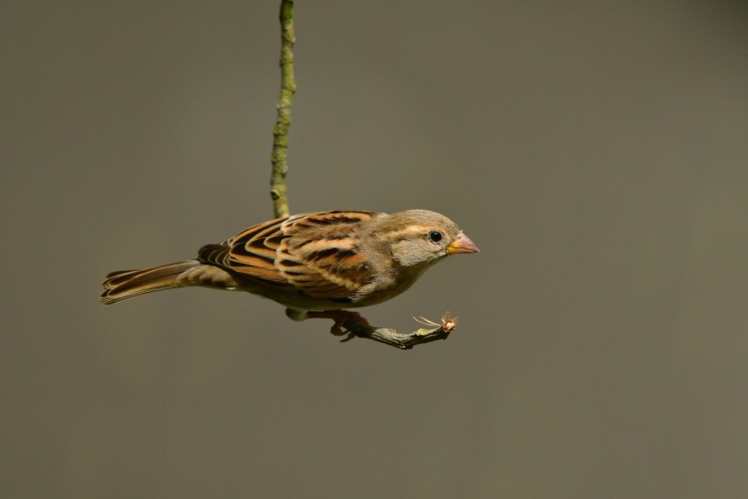brown and gray bird on green stem