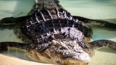 Alligator Survival 101: American Alligators Enter State of 'Torpor' Under North Carolina and Texas Ponds to Withstand Cold Snap