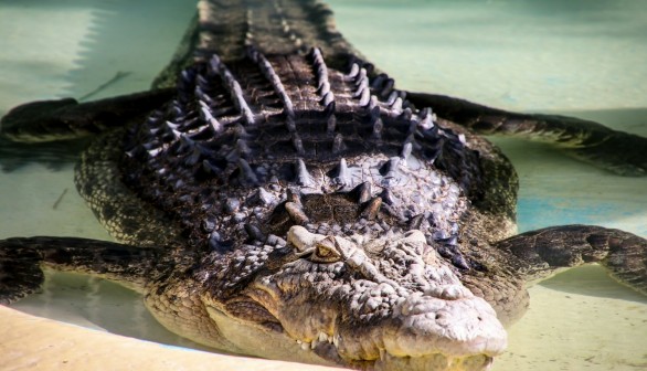 Alligator Survival 101: American Alligators Enter State of 'Torpor' Under North Carolina and Texas Ponds to Withstand Cold Snap
