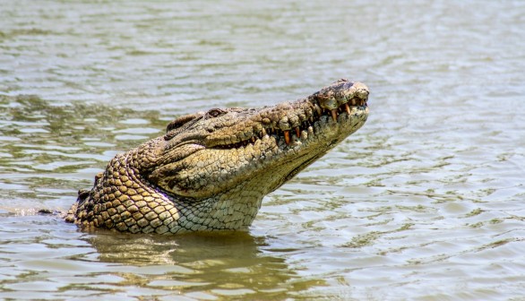 Crocodiles, Australian Border Force Team Up to Deter Illegal International Fishers, At Least Two Indonesians Killed by the Reptiles