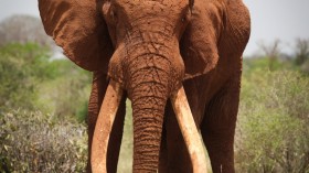 African elephant