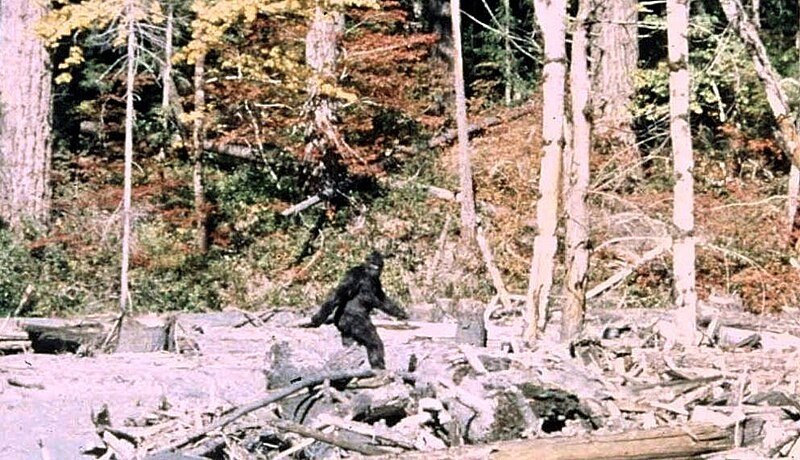 North America Bigfoot Sightings: Scientists Reveal New Information Regarding Identity of the Mysterious Sasquatch [Study]