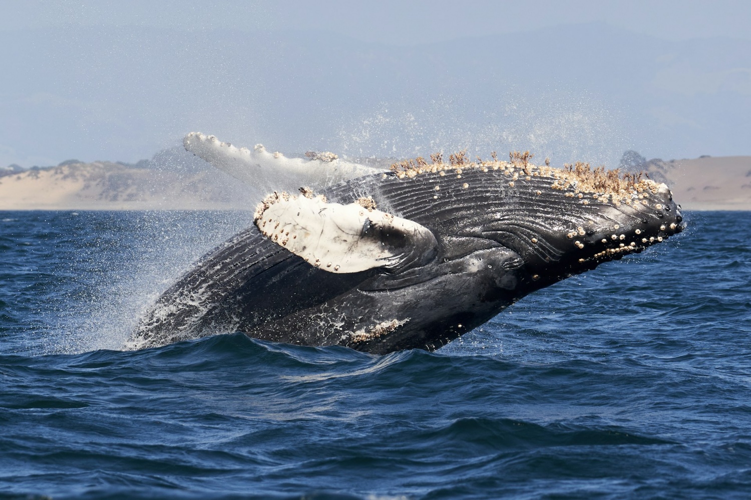 Whales Sing Differently Depending on the Time of Day, New Research