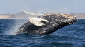 whale tail on blue sea during daytime