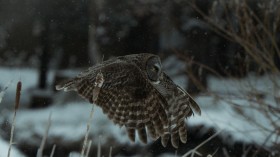 Silent Owl Wings: Trailing-Edge 'Micro Fringes' Behind the Mystery of Silent Flight of Owls [Study]
