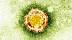 coronavirus