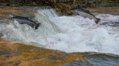 Seattle Salmon Death: Scientists Develop Potential Solution by Preventing Up to 96% of Tire Particles from Escaping [Study]