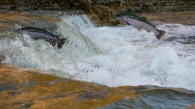 Seattle Salmon Death: Scientists Develop Potential Solution by Preventing Up to 96% of Tire Particles from Escaping [Study]