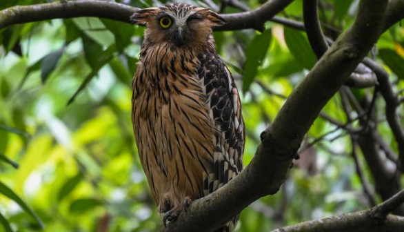 An image of A buffy fish owl