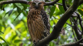 An image of A buffy fish owl