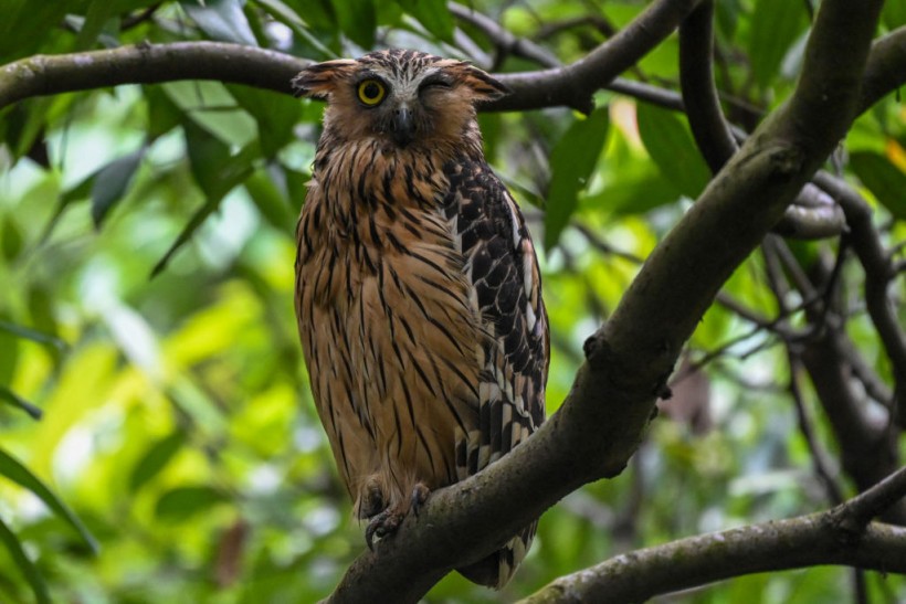 An image of A buffy fish owl