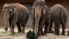 GERMANY-ANIMALS-ZOO-CHRISTMAS TREES-ELEPHANT