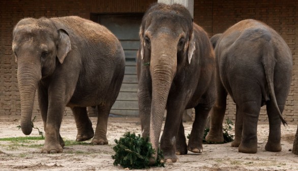 GERMANY-ANIMALS-ZOO-CHRISTMAS TREES-ELEPHANT