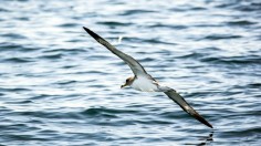 Flying bird over body of water photo