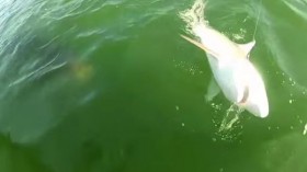 goliath grouper eats shark