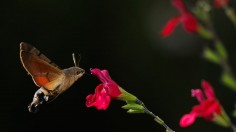 As UK Climate Warms Migrant Moth Species Able To Survive British Winters