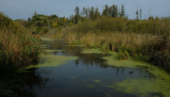 Tegeler Fliess Wetlands Nature Reserve