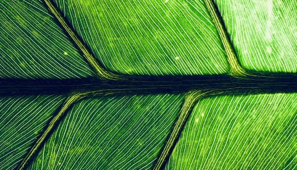 macro photography of green leaf