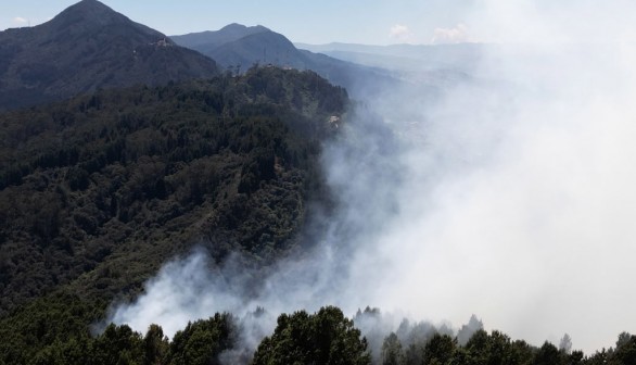 Foreign Plant Species Described as 'Highly Flammable' Responsible for Igniting Bogota Fires: Experts Say