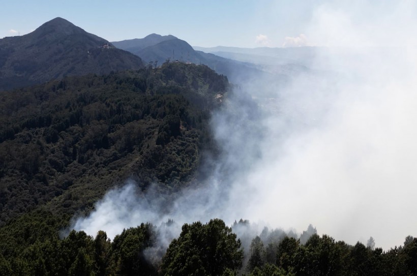 Foreign Plant Species Described as 'Highly Flammable' Responsible for Igniting Bogota Fires: Experts Say