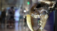 Smithsonian National Museum Of Natural History Debuts New Fossil Hall Featuring T. Rex Skeleton