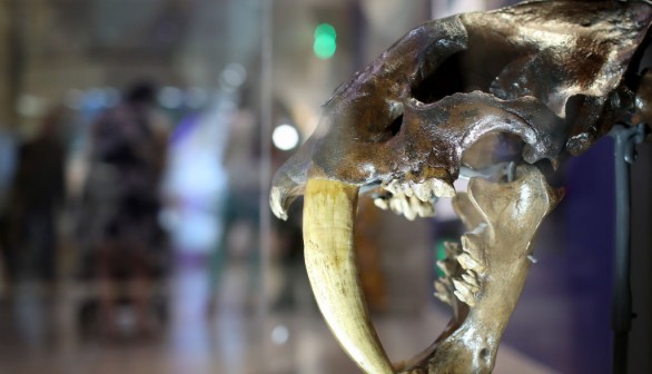 Smithsonian National Museum Of Natural History Debuts New Fossil Hall Featuring T. Rex Skeleton