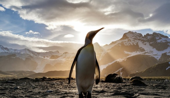 King Penguin Makes Rare Visit to Australia, Waddling Along Beach After 6,000-Kilometer Journey from Antarctica [VIDEO]