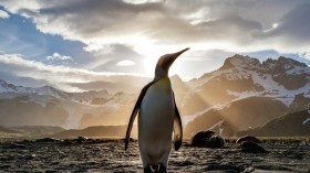 King Penguin Makes Rare Visit to Australia, Waddling Along Beach After 6,000-Kilometer Journey from Antarctica [VIDEO]